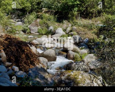 L'eau coule sur de grosses pierres dans un ruisseau entouré d'arbres et de buissons. La lumière du soleil brille sur les rochers et l'eau créant une scène animée dans na Banque D'Images