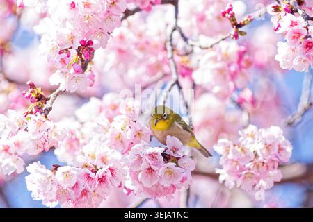 Yeux blancs japonais partiellement cachés parmi les fleurs de cerisiers roses denses Kawazu, la scène animalière printanière colorée remplie de fleurs et de bokeh doux Banque D'Images