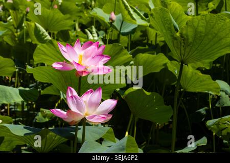 Fleurs de lotus roses en pleine floraison dans l'étang Banque D'Images