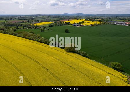 Vue aérienne par drone des champs de colza et des terres agricoles luxuriantes dans la campagne britannique, montrant des motifs géométriques des champs, des pistes de tracteur. Banque D'Images