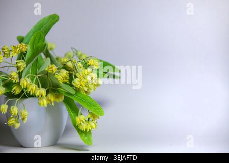 Branches de tilleul en fleurs fraîches avec des fleurs jaunes et des feuilles vertes dans un vase en céramique isolé sur fond clair. Composition horizontale élégante Wit Banque D'Images