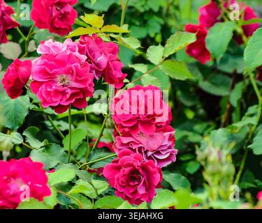Dense grappe de roses roses en fleurs remplissant le cadre. Texture florale vibrante avec des couleurs riches et une sensation de jardin naturelle. Banque D'Images