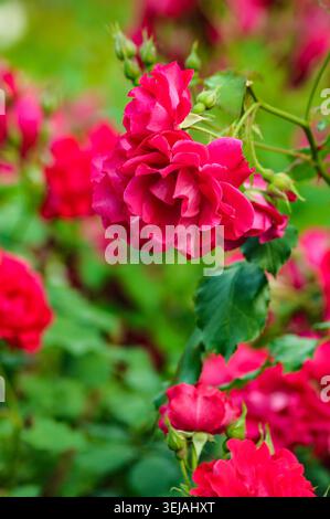 Grappe de roses roses avec des bourgeons et des feuilles sur fond vert flou. Composition florale naturelle avec une atmosphère de jardin fraîche. Banque D'Images