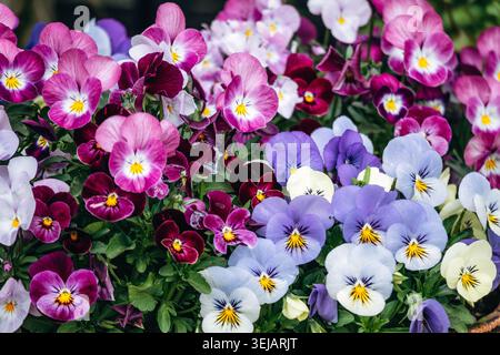 Gros plan de fleurs colorées de pensées en fleurs dans les tons de rose, violet et blanc au printemps à Amsterdam Banque D'Images
