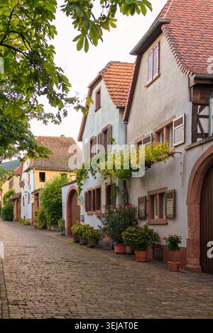 Rhodt unter Rietburg, Allemagne - 10.08.2023 : ruelle pittoresque présentant une architecture allemande traditionnelle, des plantes en pot et des vignes grimpantes Banque D'Images