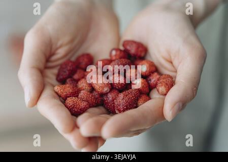 Gros plan des mains tenant doucement une poignée de fraises sauvages fraîches, mettant en valeur leur couleur rouge vif et leur texture naturelle Banque D'Images