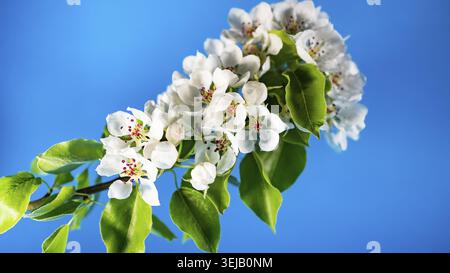 Branche en fleurs d'un pommier blanc ou sakura sur fond bleu dans le studio gros plan. Les fleurs blanches viennent de fleuris au printemps, espace copie Banque D'Images
