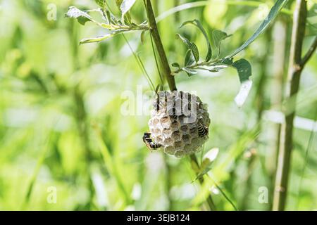 Gros plan du nid de guêpes (polistes dominula) avec des guêpes sur la branche d'arbre dans le jardin d'été vert. Macro détail de la colonie d'insectes et de l'écosystème naturel, Concep Banque D'Images