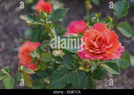 Un gros plan de superbes roses orange en pleine floraison Banque D'Images