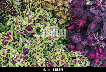 Gros plan de feuilles de Coleus aux couleurs violettes et vertes éclatantes Banque D'Images