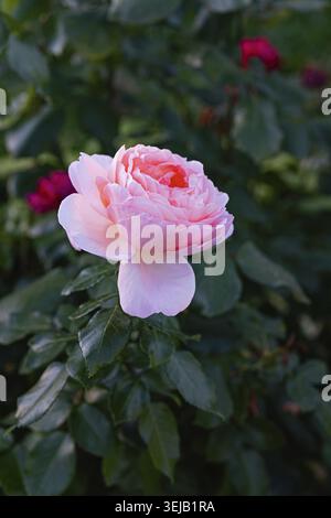 Un gros plan d'une rose rose délicate en pleine floraison avec des pétales doux et des couleurs vibrantes, entourée d'un feuillage vert luxuriant. Recadrage vertical Banque D'Images