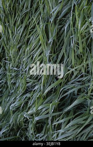 Vue rapprochée des brins d'herbe verte luxuriante couverts de gouttes de rosée le matin. Fond naturel foncé Banque D'Images