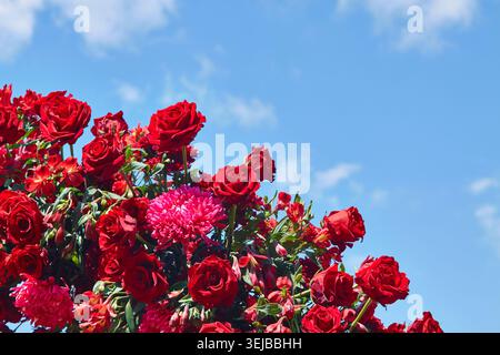 Des roses rouges vives et des fleurs roses fleurissent dans un ciel bleu clair, soulignant la beauté naturelle d'un jardin en pleine floraison Banque D'Images