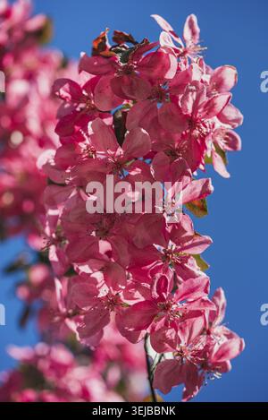 De belles fleurs roses d'un crabier prospèrent sous le ciel bleu vibrant, créant un affichage étonnant de couleur et de vitalité dans la nature Banque D'Images