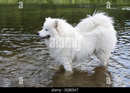 Un chien moelleux Samoyed aime éclabousser dans l'eau, mettant en valeur sa nature ludique et son beau pelage blanc Banque D'Images