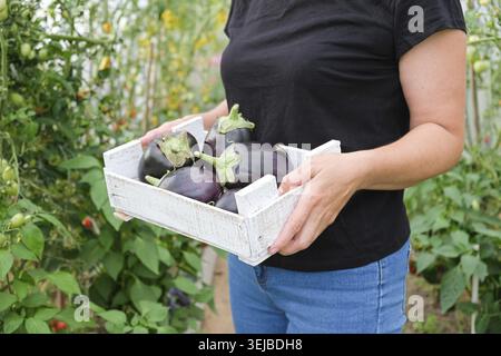 Une agricultrice tient dans ses mains une boîte en bois blanc avec des aubergines mûres cultivées dans une serre. Gros plan Banque D'Images