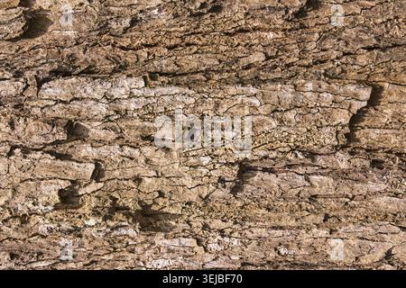 Texture en gros plan de l'écorce d'arbre brun rugueux mettant en évidence les motifs naturels et le processus de vieillissement Banque D'Images
