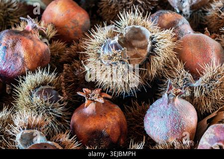 Une composition rustique de natures mortes avec un panier en osier tissé rempli de grenades séchées, de fraises de châtaigniers épaisses et de châtaigniers en vrac, entouré Banque D'Images