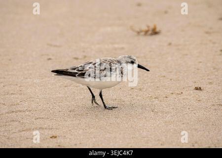 Vue rapprochée d'un sanderling sur une plage Banque D'Images