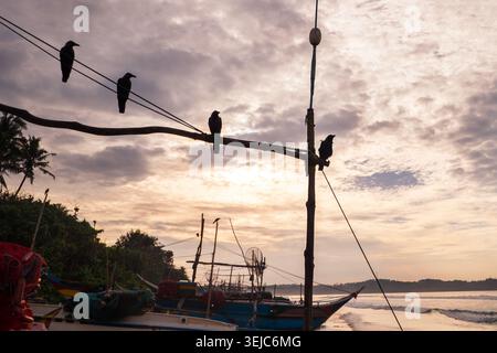 Corbeaux noirs perchés sur des structures en bois de bateaux de pêcheurs traditionnels sri-lankais pendant l'heure dorée du coucher du soleil sur la plage représentant Li côtier tropical Banque D'Images