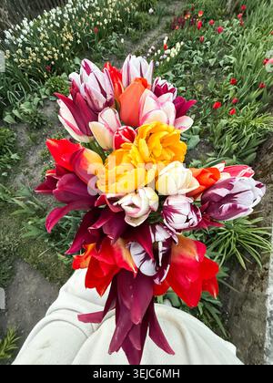 Main tenant le bouquet de tulipes printanières vibrant du jardin Banque D'Images