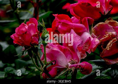 Roses rouges vibrantes après la pluie de l'après-midi Banque D'Images