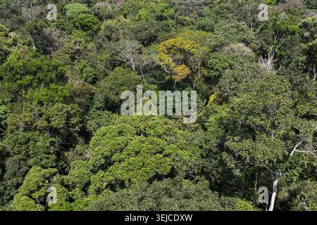 Vue aérienne de la dense canopée de la forêt tropicale amazonienne avec arbre émergent à feuilles dorées parmi les arbres verts sans fin, Amazonas, Brésil Banque D'Images