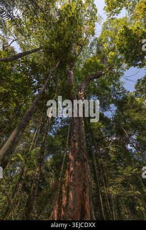 Une vue dramatique en contre-plongée regarde à travers la canopée dense de la forêt tropicale primaire vers les arbres anciens imposants contre un ciel bleu, Amazonas, Brésil Banque D'Images
