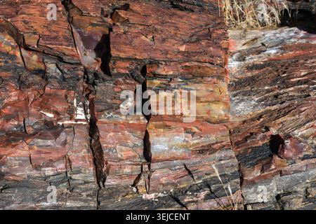 Surface multicolore colorée du bois pétrifié gros plan, Parc national de la forêt pétrifiée, Arizona, États-Unis Banque D'Images