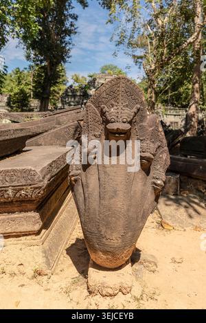 Ancienne statue de serpent Naga aux capuchons déployés se dresse à côté de blocs de grès effondrés dans les ruines du temple khmer de Beng Mealea, Siem Reap, Cambodge Banque D'Images