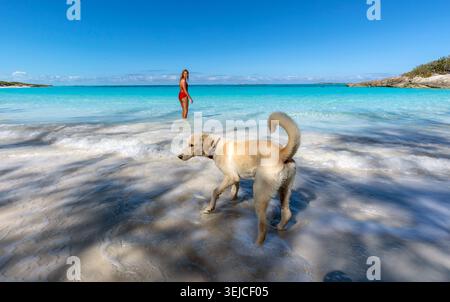 Un Labrador Retriever jaune espiègle patauge dans les vagues tandis qu'une femme en maillot de bain rouge se tient dans l'eau turquoise sur une plage à Exuma, aux Bahamas Banque D'Images