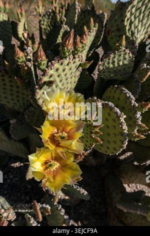 Cactus figuière de Barbarie aveugle vibrant (Opuntia rufida) avec trois fleurs jaunes en fleurs au parc national de Big Bend, désert de Chihuahua, ouest du Texas, États-Unis Banque D'Images