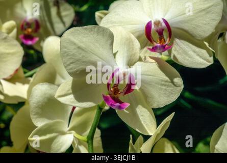 Orchidées de papillons blancs Phalaenopsis avec le centre violet et jaune en gros plan dans le jardin botanique Banque D'Images