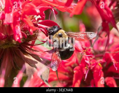 Un bourdon oriental boit du nectar d'une fleur de baume d'abeille rouge. Banque D'Images