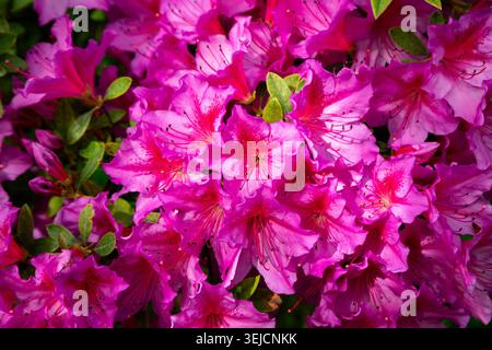 Gros plan sur les fleurs de Rhododendron rose éclatantes d'Azalea rose en grappe dense Banque D'Images