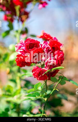 Belle grappe de roses rouges en fleurs sur Bush dans Sunny Summer Garden Banque D'Images
