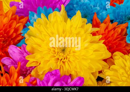 Fond de fleurs colorées de chrysanthème d'automne, bleu, jaune, orange, rose, gros plan Banque D'Images