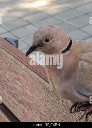 Une photo détaillée de profil en gros plan d'une belle colombe eurasienne à col reposant calmement sur un banc en bois du parc. L'image capture le délicat BEI doux Banque D'Images