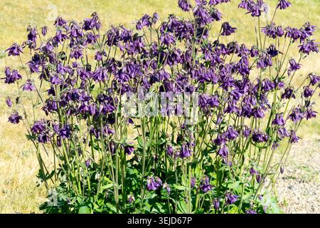 Fleurs de Columbine commune Aquilegia vulgaris dans un jardin de printemps Banque D'Images