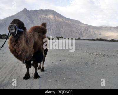 Chameau bactrien dans le désert de Hundar dans la vallée de Nubra, Ladakh, au nord de l'inde. animal de voyage en soie Banque D'Images