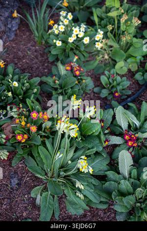 Une scène de jardin dynamique avec des fleurs primula avec des fleurs jaunes et rouges entourées d'une végétation luxuriante. Banque D'Images