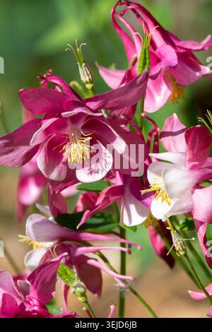 Fleurs roses et blanches avec étamines jaunes de Columbine Aquilegia vulgaris dans un jardin de printemps Banque D'Images