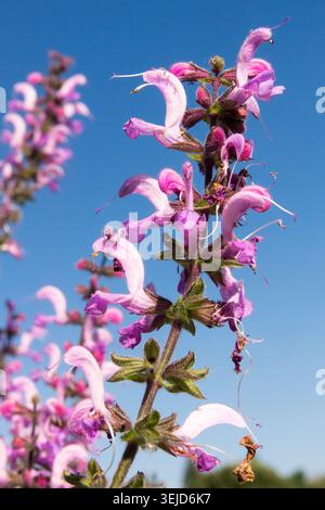 Fleurs roses de sauge de prairie Salvia pratensis 'Pink Delight' sur tiges verticales contre un ciel bleu clair Banque D'Images
