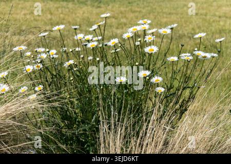 Fleurs blanches de Shasta Daisy Leucanthemum maximum poussant parmi les tiges d'herbe ornementale sèche sur un pré Banque D'Images