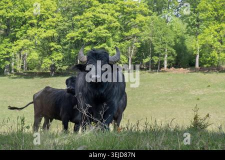 Deux buffles d'eau noire debout dans des pâturages verts près de la forêt le jour ensoleillé du printemps en Allemagne. Banque D'Images
