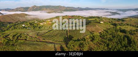 Large panorama aérien de terrasses géométriques de vignes sur des collines ondulantes au-dessus d'une mer épaisse de brouillard matinal dans la région de Mirdita, au nord de l'Albanie. Banque D'Images
