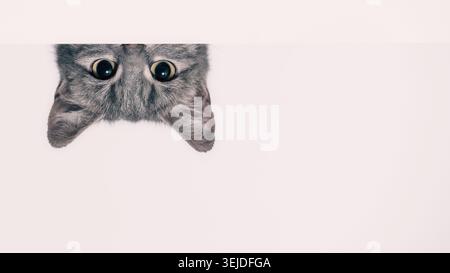 Chat tabby argenté regarde derrière un mur blanc Banque D'Images