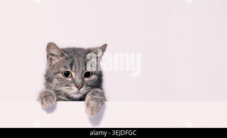 Chat tabby argenté regarde au-dessus d'un mur blanc appuyé sur ses pattes Banque D'Images