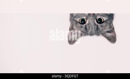 Chat tabby argenté regarde derrière un mur blanc Banque D'Images