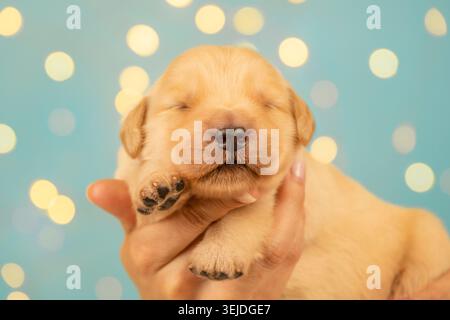 Adorable chiot Golden retriever nouveau-né gros plan dans les mains Banque D'Images